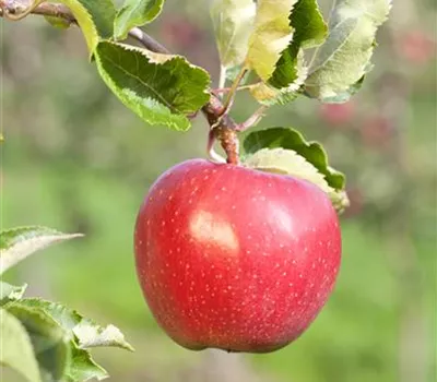Malus 'Alkmene' CAC Malus 'Alkmene' CAC