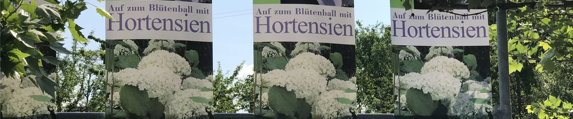 Hortensien VK Hortensien VK