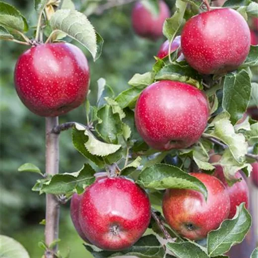 Malus Zwerg Merlin Pidi