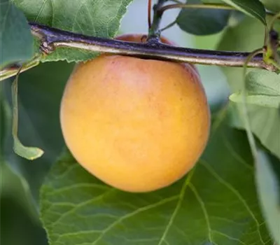 Prunus arm.'Hargrand' CAC