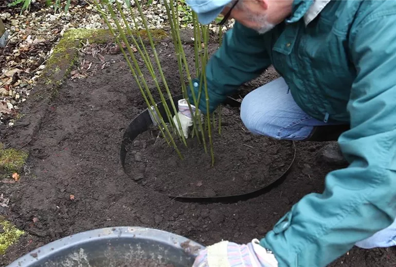 Bambus - Einpflanzen im Garten (Anleitung - 5)