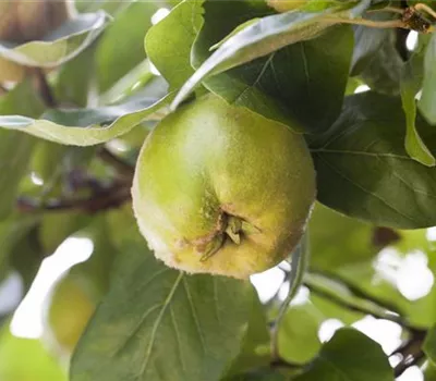 Cydonia "Cydopom"