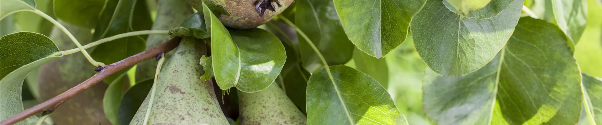 Pyrus communis Pyrus communis