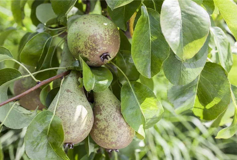Pyrus communis Pyrus communis