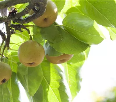 Pyrus pyraster 'Kosui' CAC