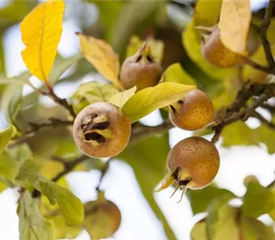 Mespilus germanica 'Nottingham'