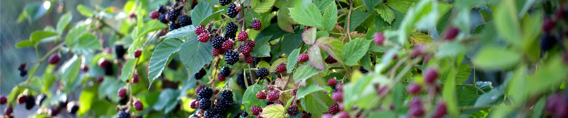 Rubus fruticosus 'Thornless Evergreen'