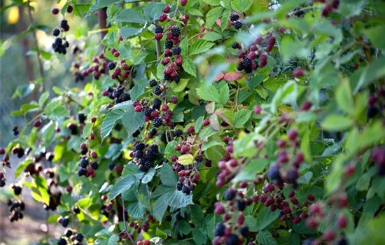 Brombeeren schneiden Brombeeren schneiden