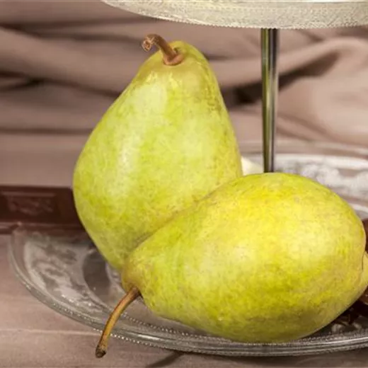 Pyrus Säule 'Condo'