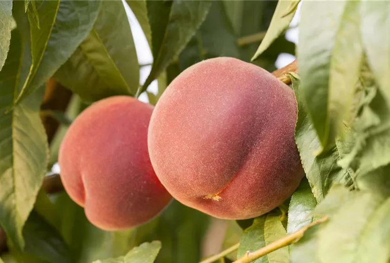 Prunus persica Prunus persica