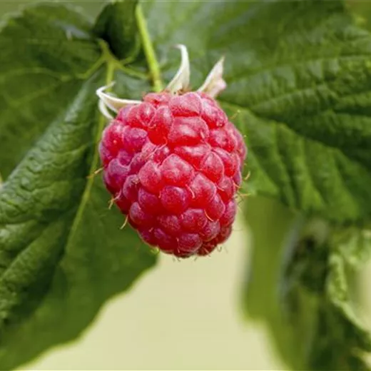 Rubus idaeus "Autumn./Malling Happy" dornenlos Rubus idaeus "Autumn./Malling Happy" dornenlos