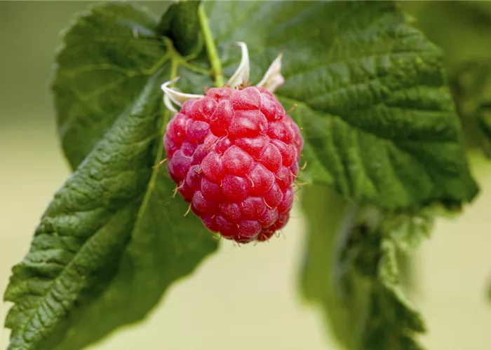 Rubus idaeus "Autumn./Malling Happy" dornenlos Rubus idaeus "Autumn./Malling Happy" dornenlos