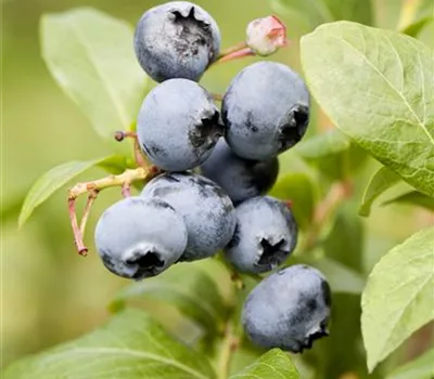 Vaccinium corymb.'Reka' -R- CAC Vaccinium corymb.'Reka' -R- CAC