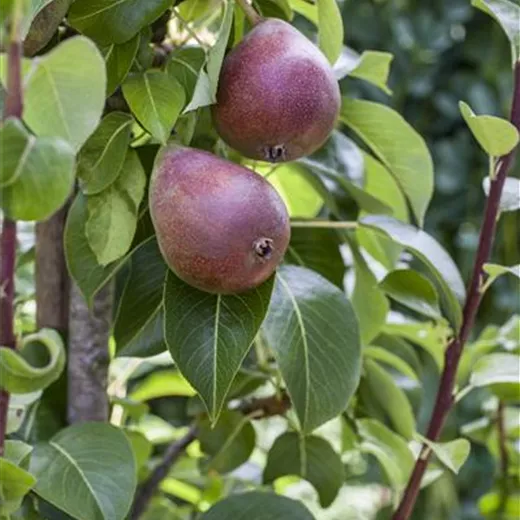 Pyrus com.'Rote Williams Christ' CAC