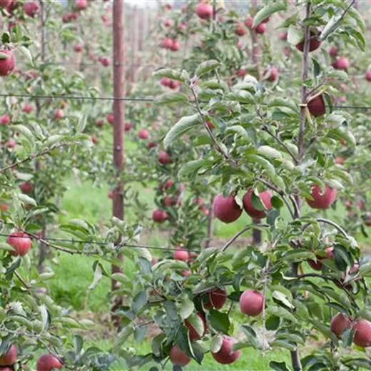 Malus 'Roter Gravensteiner' CAC