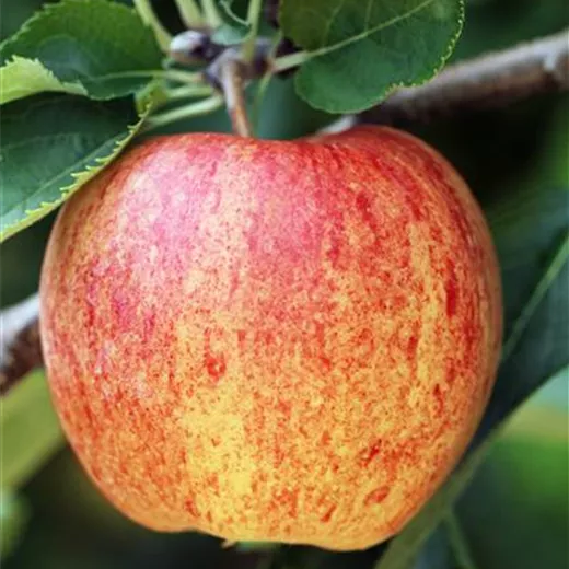 Malus 'Ontario' CAC Malus 'Ontario' CAC