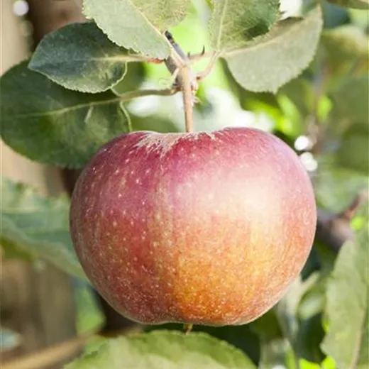 Malus 'Korbiniansapfel' CAC Malus 'Korbiniansapfel' CAC