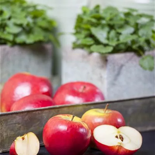 Malus "Crony" Sorte Topaz