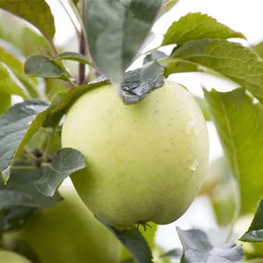 Malus 'Weißer Klarapfel' CAC Malus 'Weißer Klarapfel' CAC