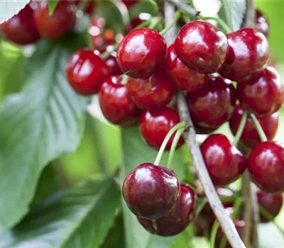 Prunus cer.'Gerema' -S- CAC Prunus cer.'Gerema' -S- CAC