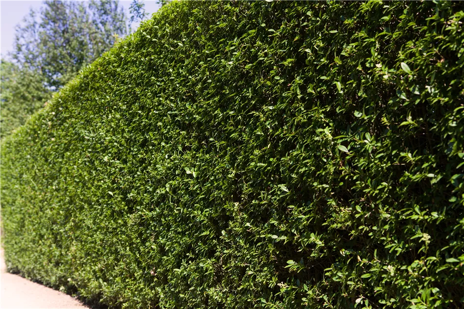 Ligustrum ovalifolium