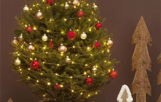 Weihnachtsbaum weiterpflegen Weihnachtsbaum weiterpflegen