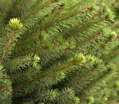 Picea omorika Picea omorika