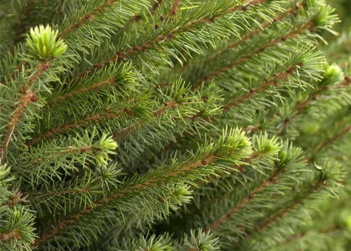 Picea omorika