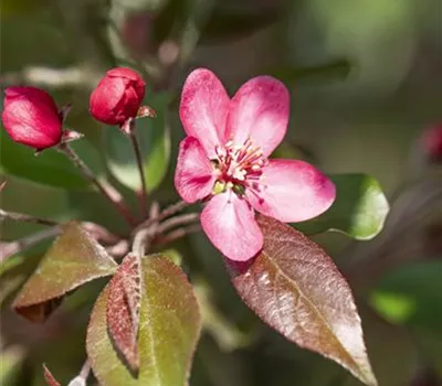 Malus 'Liset' Malus 'Liset'