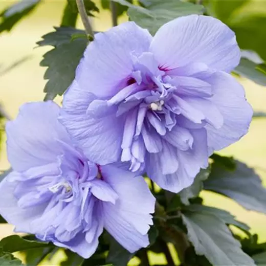 Hibiscus syriacus 'Blue Chiffon' -R-