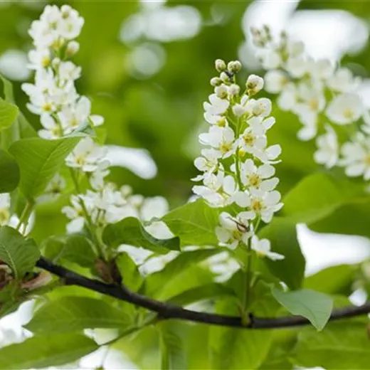 Prunus padus