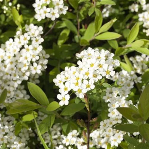 Spiraea cinerea 'Grefsheim' Spiraea cinerea 'Grefsheim'