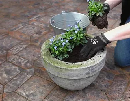 Vergissmeinnicht - Einpflanzen in ein Gefäß
