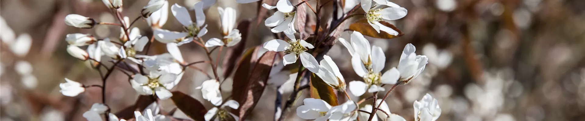 Amelanchier lamarckii Amelanchier lamarckii