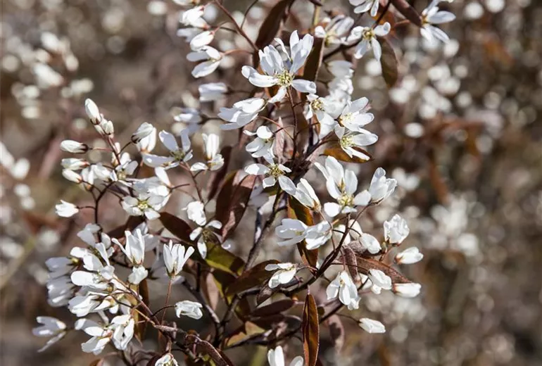 Amelanchier lamarckii Amelanchier lamarckii