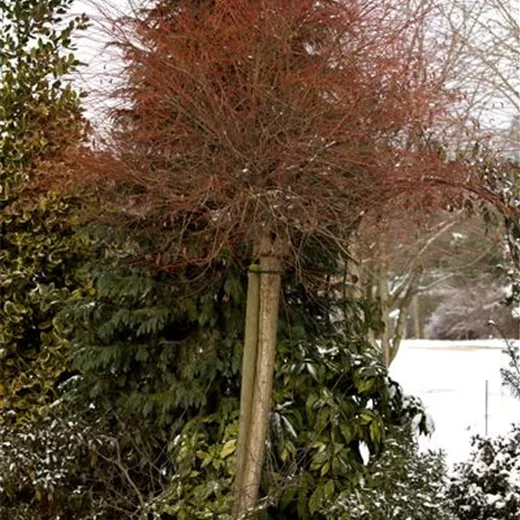 Salix integra 'Hakuro Nishiki' Salix integra 'Hakuro Nishiki'