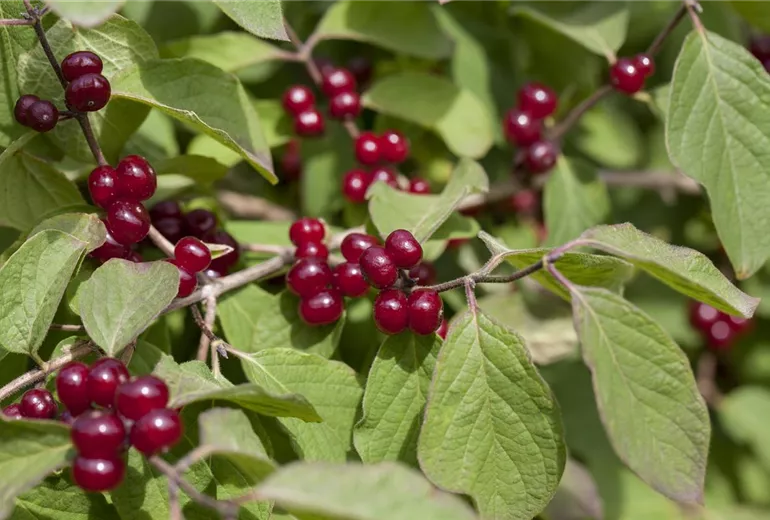 Lonicera xylosteum