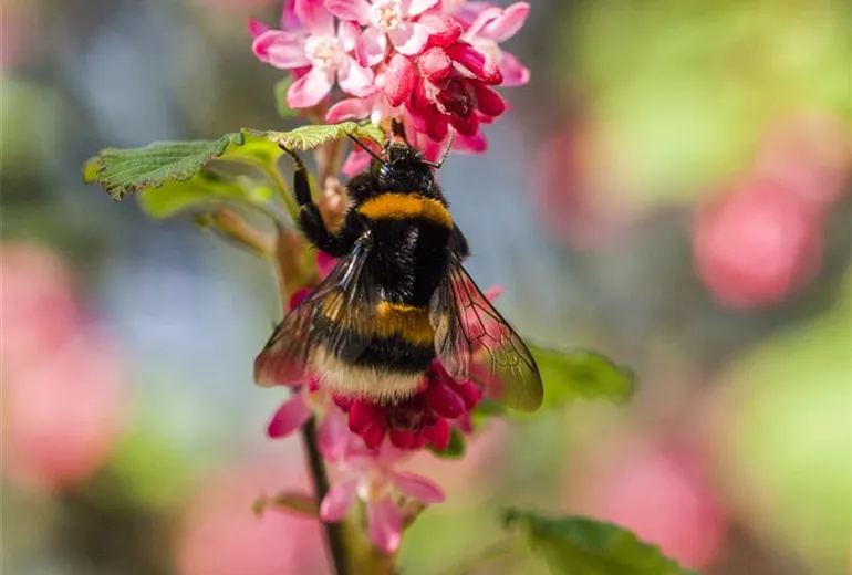 Ribes sanguineum 'King Edward VII' Ribes sanguineum 'King Edward VII'