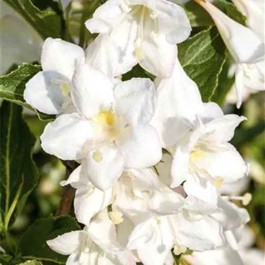 Weigela 'Candida' Weigela 'Candida'