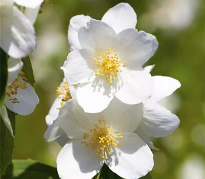 Philadelphus 'Belle Etoile'