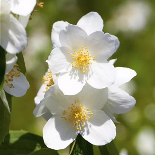 Philadelphus 'Erectus' Philadelphus 'Erectus'