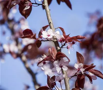 Prunus cerasifera 'Nigra'