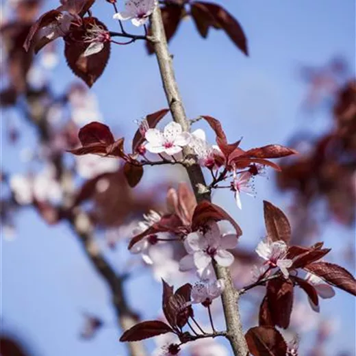 Prunus cerasifera 'Nigra' Prunus cerasifera 'Nigra'