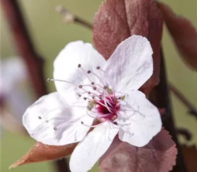 Prunus cerasifera Prunus cerasifera