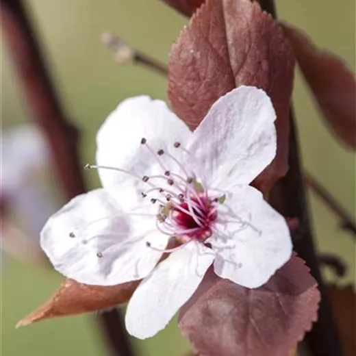 Prunus cerasifera