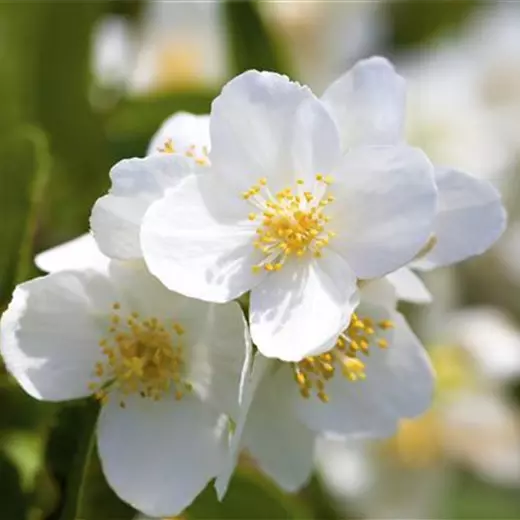 Philadelphus inodorus grandiflorus