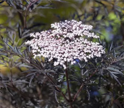 Sambucus nigra 'Black Lace' -R--S- Sambucus nigra 'Black Lace' -R--S-