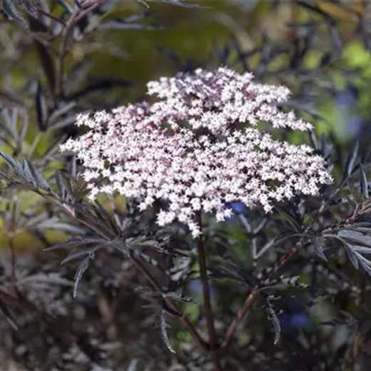 Sambucus nigra 'Black Lace' -R--S- Sambucus nigra 'Black Lace' -R--S-