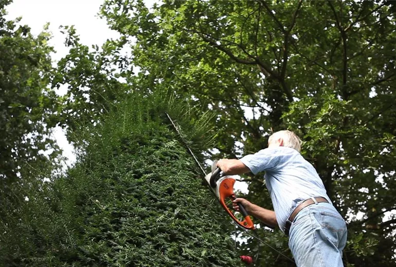 Eibe - Zurückschneiden mit der Heckenschere (thumbnail) Eibe - Zurückschneiden mit der Heckenschere (thumbnail)