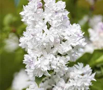 Syringa vulg.'Mme Lemoine' Syringa vulg.'Mme Lemoine'